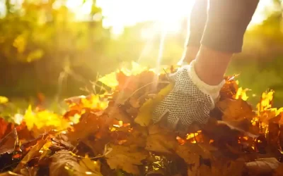 Fall Leaf Cleanup Planning for Landscapes