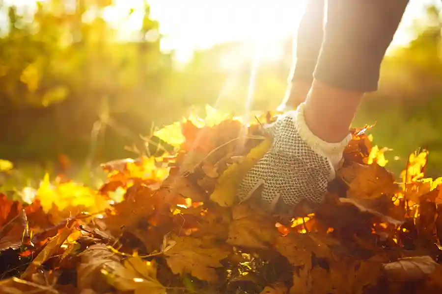 Excellent Fall Cleanup Service in Federal Way, WA Excellent Fall Cleanup Service in Federal Way, WA