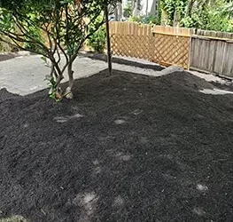 Understanding Nutrient Deficiency Signs in Lawns