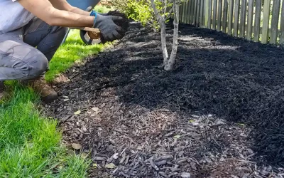 Choosing the Right Lawn Fertilization Schedule