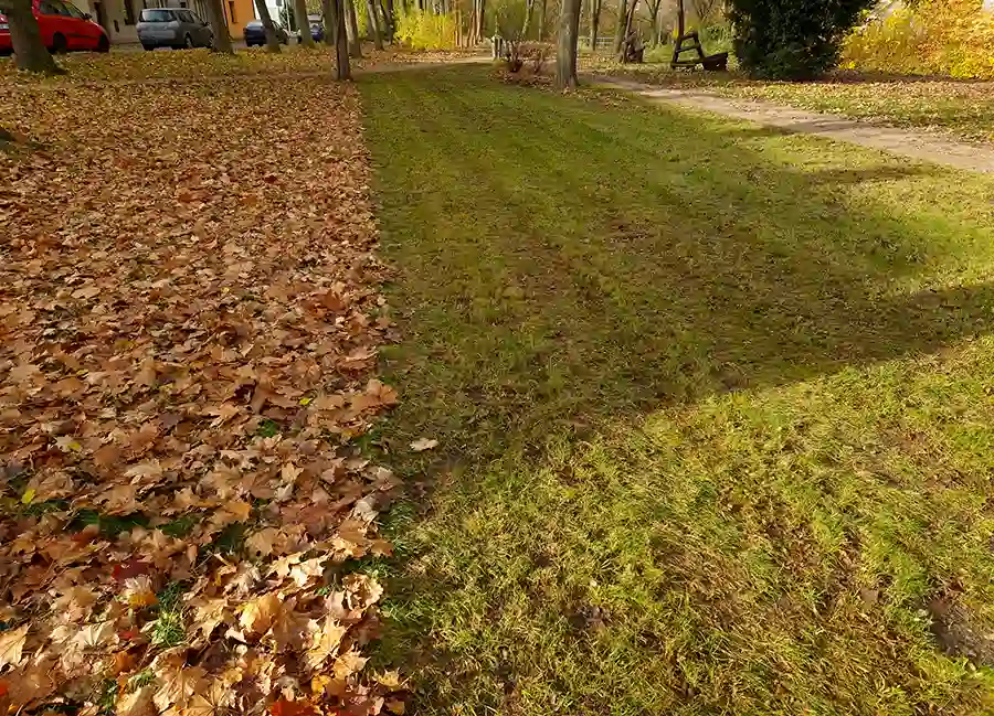 Tree Care Safety for Fall Cleanup in Federal Way, WA Tree Care Safety for Fall Cleanup in Federal Way, WA