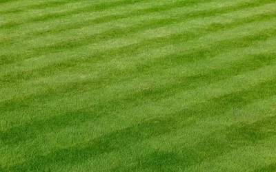 Common Sod Installation Mistakes to Avoid