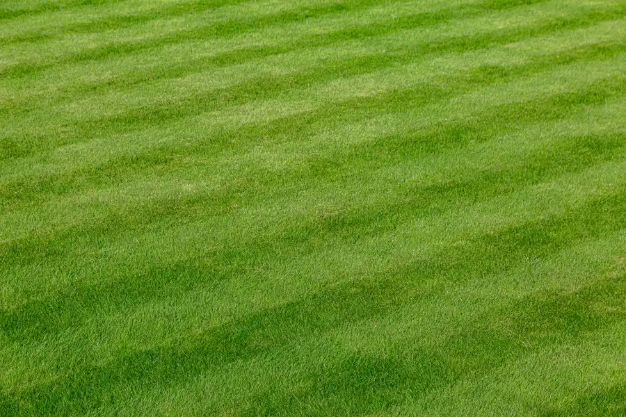 What To Expect From Professional Lawn Care Services Federal Way, WA