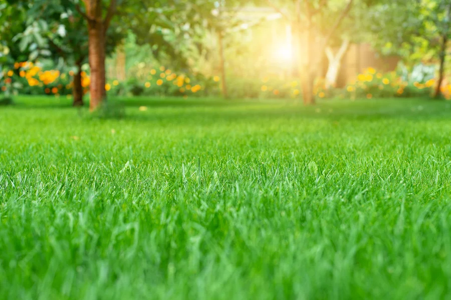 Why Regular Lawn Care Is Essential For A Lush Green Lawn Federal Way, WA