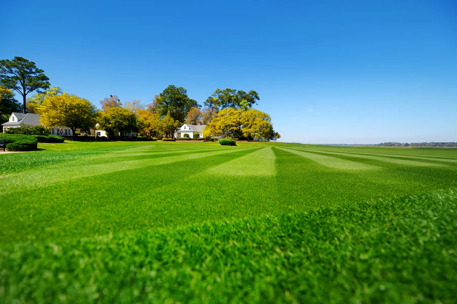 Why Regular Lawn Care Is Essential For A Lush Green Lawn in Federal Way, WA